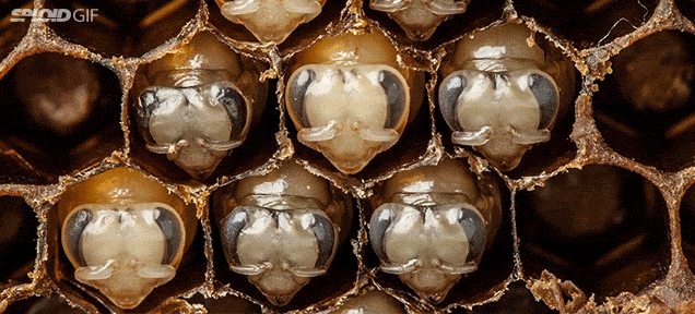 http://sploid.gizmodo.com/awesome-time-lapse-shows-the-transformation-of-bees-as-1705802198