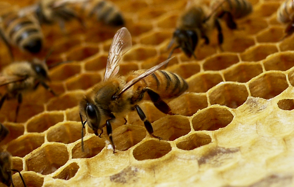 honeybeesrap