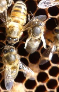 Deformed wing virus on stunted bee.